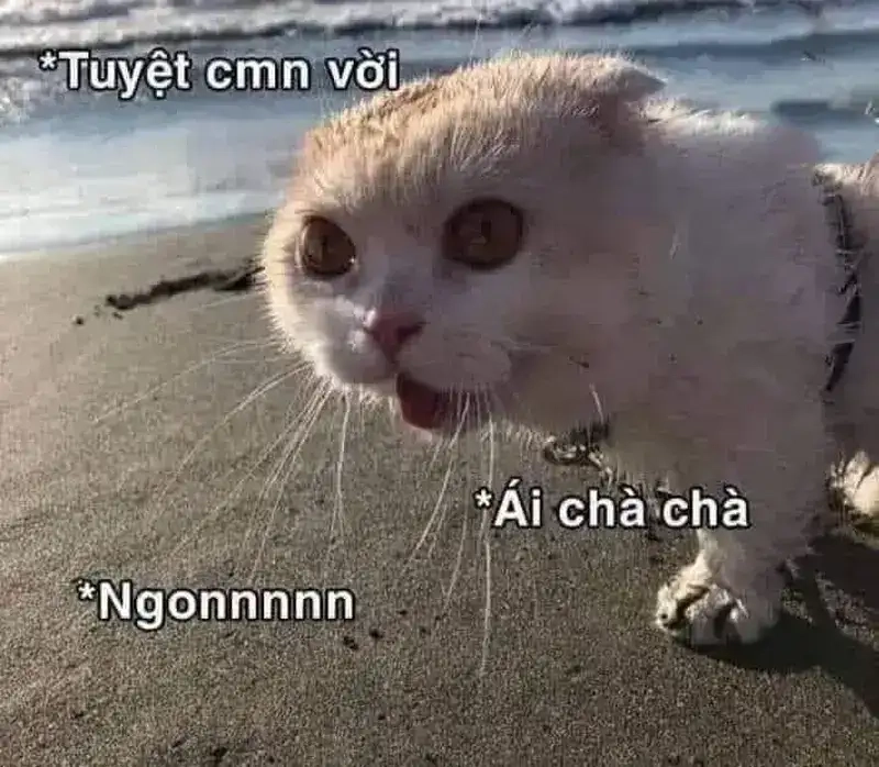Đừng bỏ lỡ meme yêu đời tích cực tuyệt vời hôm nay