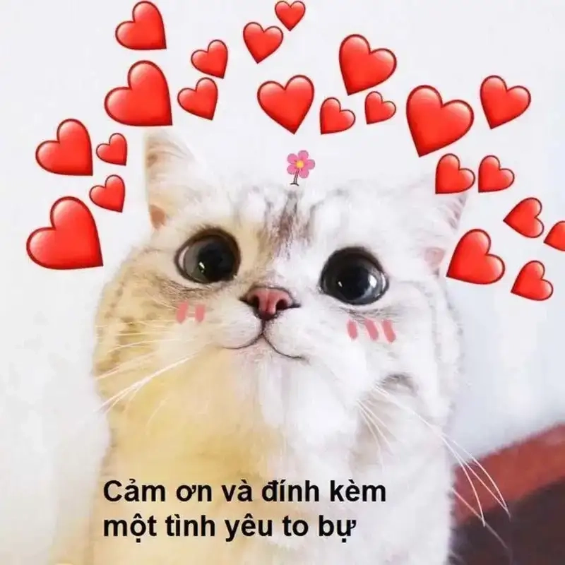 Mỗi ngày tươi vui với meme yêu đời tích cực