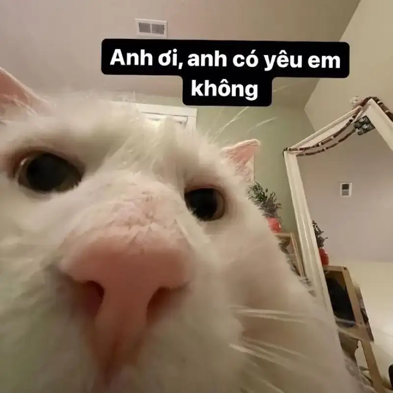 Tăng yêu bản thân với meme yêu đời tích cực dễ thương