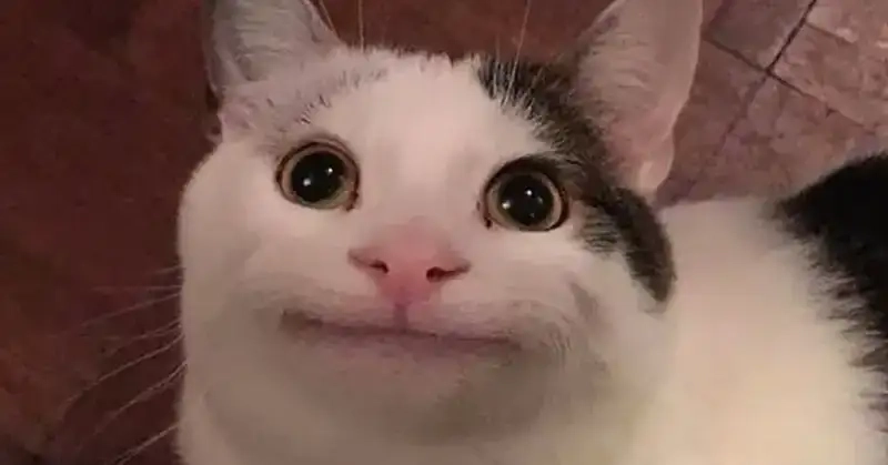 Chia sẻ meme yêu đời tích cực dễ thương và dễ cưng