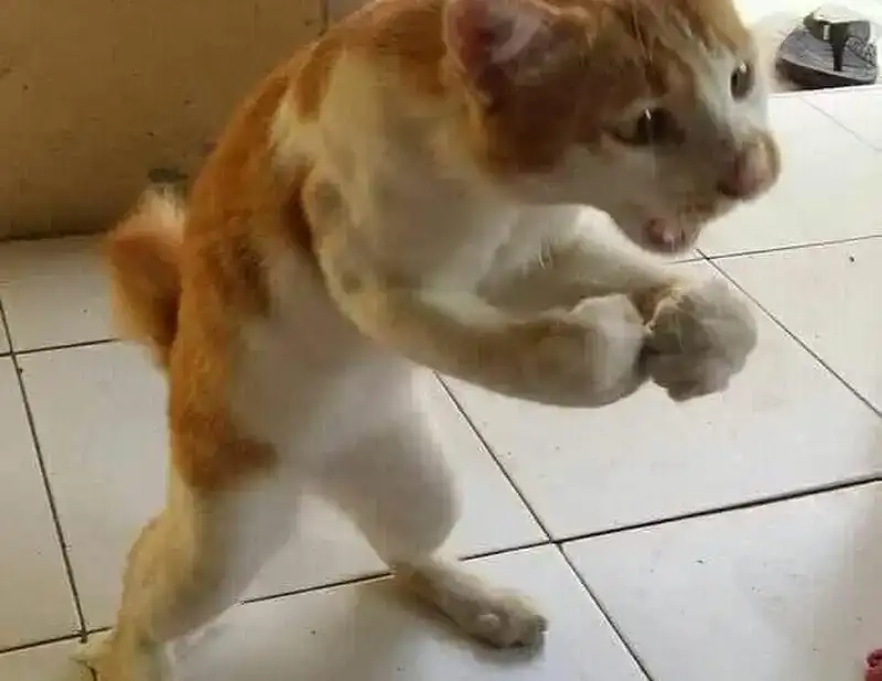 Hình ảnh 2con mèo đánh nhau siêu đáng yêu