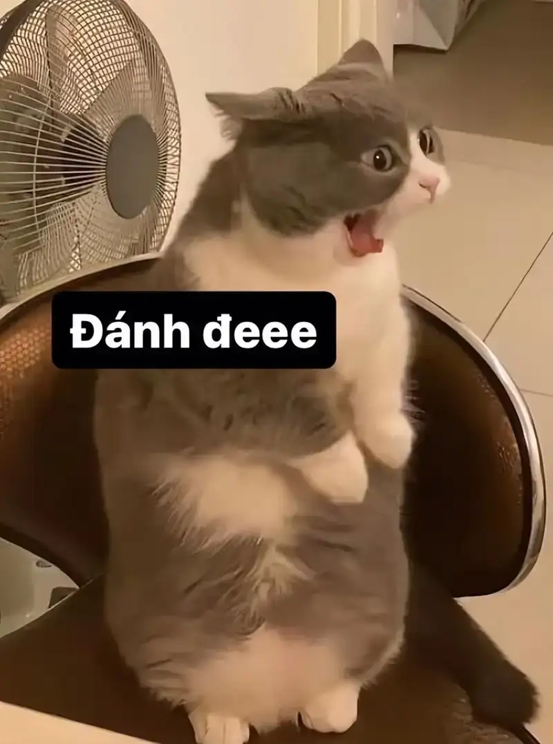 Giải trí cùng bộ sưu tập meme mèo đánh lộn bá đạo