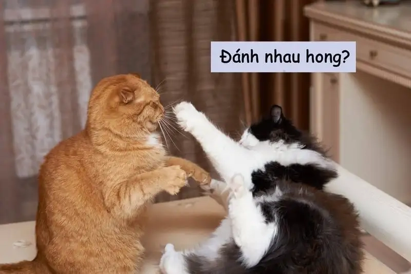 Bộ sưu tập meme mèo đánh nhau hot trend