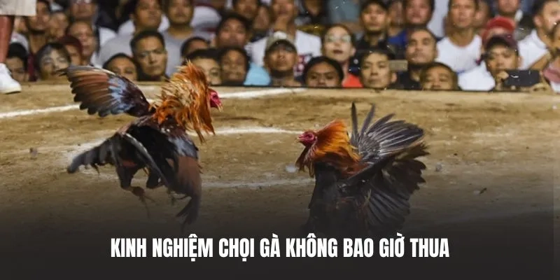 Kinh nghiệm chọi gà không bao giờ thua