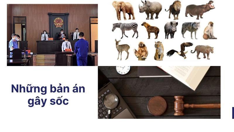 Án tù dài hạn và những bản án gây sốc gần đây