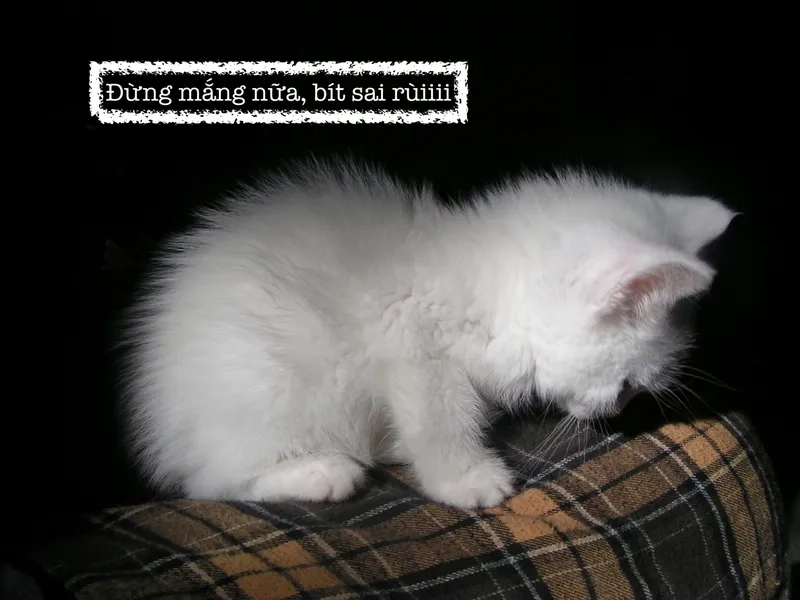 Gửi meme xin lỗi bạn thân lầy lội