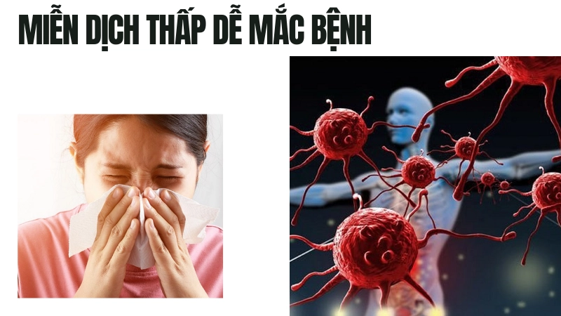  Suy giảm miễn dịch dễ mắc bệnh liên tục