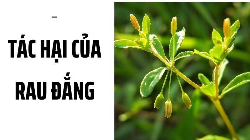 Hệ tiêu hóa bị đình trệ do tính hàn quá mạnh