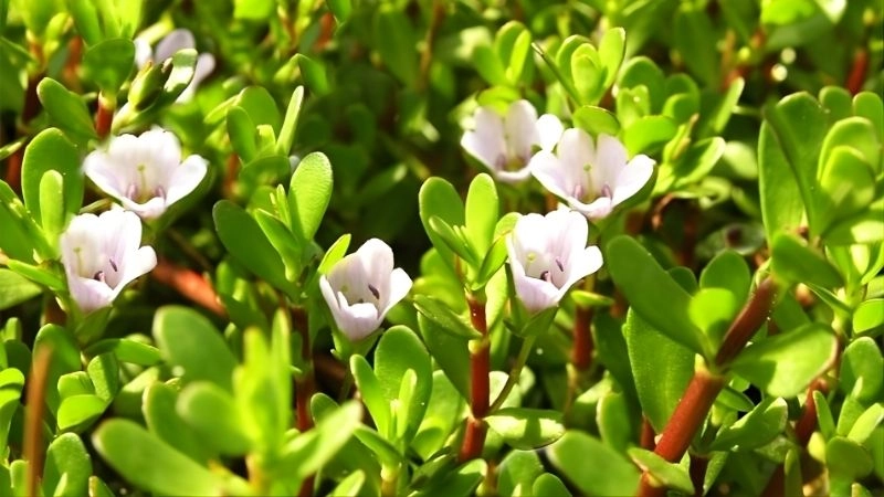 Nguy cơ tiềm ẩn đối với phụ nữ đang mang thai